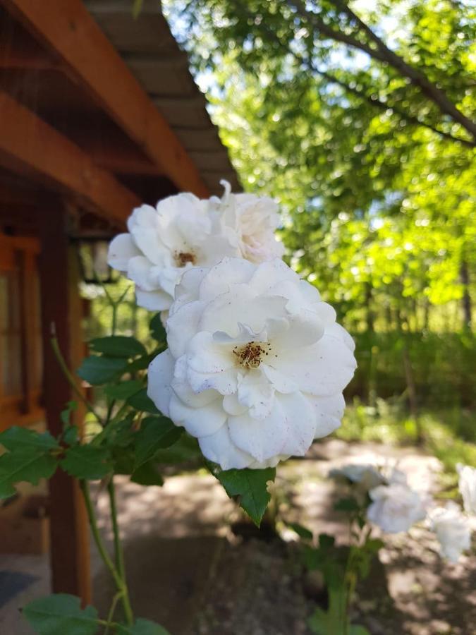 Hotel Cabanas Brisas Del Bosque Villa Ciudad Parque Zewnętrze zdjęcie
